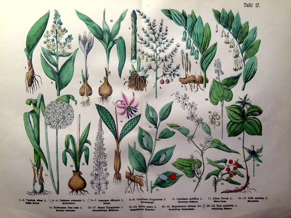 Verschillende soorten planten en antieke Etsy