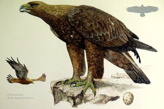 Antique Golden Eagle Engraving 1955 Original Color Lithograph Bird Ancient Bird Of Prey Oddity Curiosity Amazing Print Plate