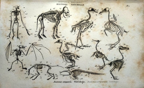 Antique Oddity Animal Skeleton Print 1852 Vintage Mammals and - Etsy