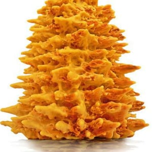 Lithuanian Šakotis cake, Tree cake, Baumkuchen, Sękacz, Sakotis