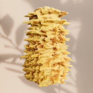 Litauische Kuchen Šakotis, Baumkuchen, Baumkuchen, Sękacz