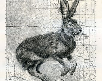 Jackrabbit