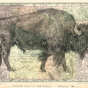 Bison d'Amérique