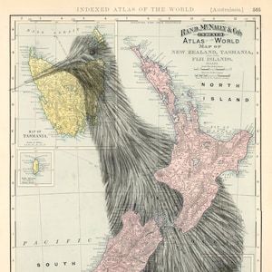 Kiwi Vogel