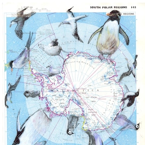 Aves alrededor de la Antártida