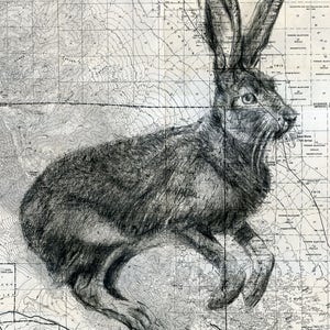 Jackrabbit image 2