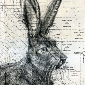 Jackrabbit image 3