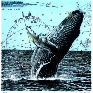 Whale