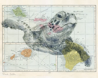 Hawaiian Sea Turtle