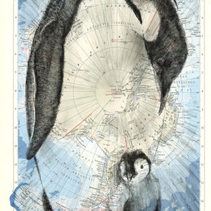 Kaiserpinguin