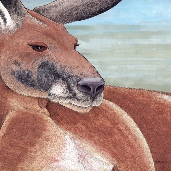 Red kangaroo with big brown eyes looking at you - Australian wildlife animal art, Art Print of marker & pencil illustration.