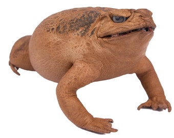 stuffed toad