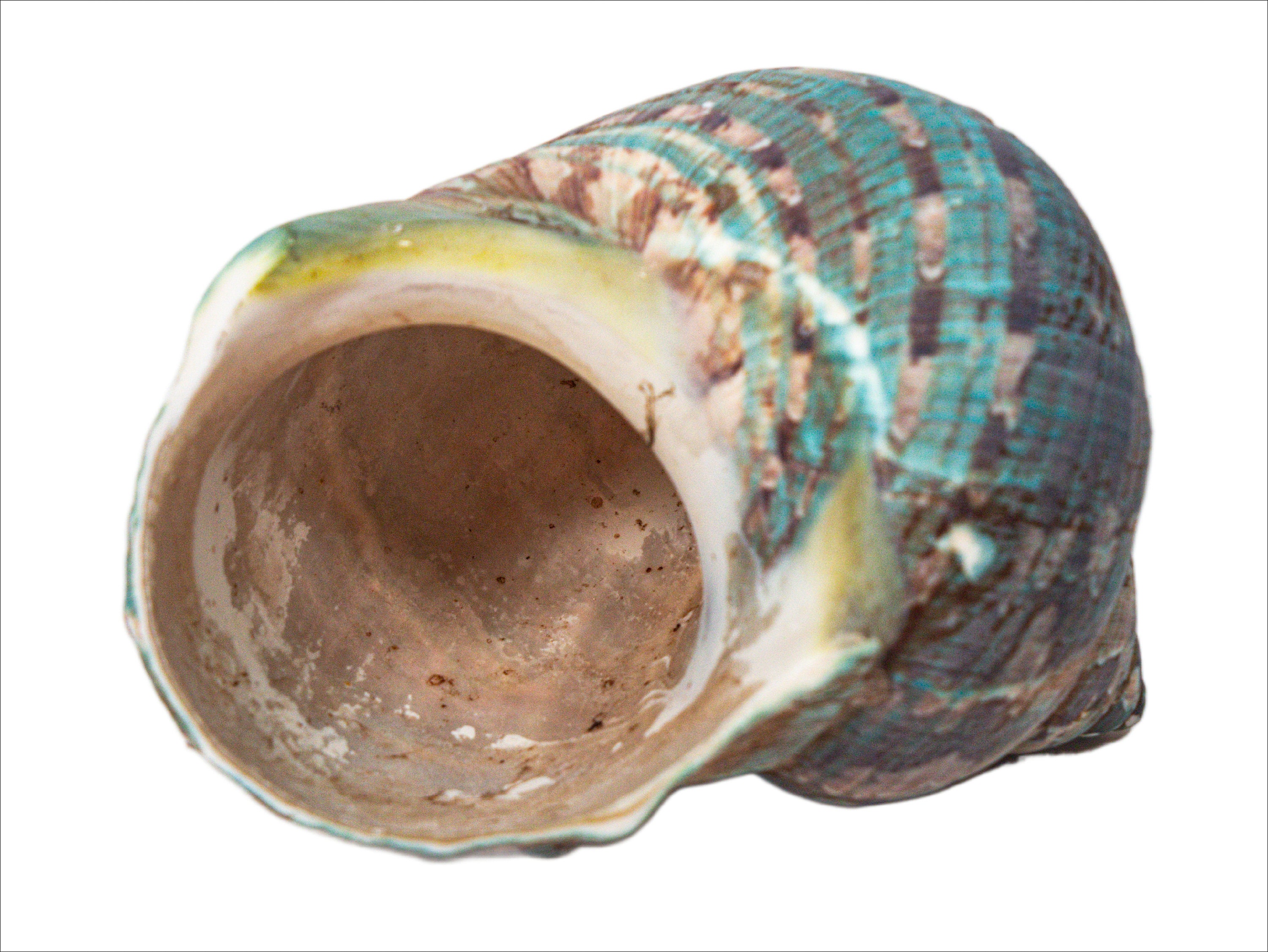 L31 Shell Raw Camouflage Turbo Sarmaticus Shell Large Size (672-R-L) L31 - Etsy