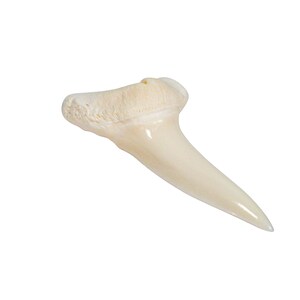 Real Mako Shark Tooth: 1.5&quot; (561-M112-AS) Y1X