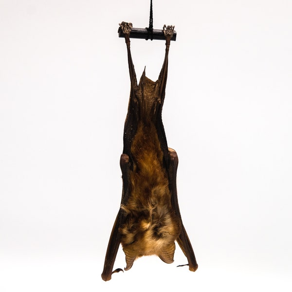 Hanging Diadem Leaf-Nosed Bat (1235-20) Y3K