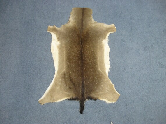 fallow deer hide
