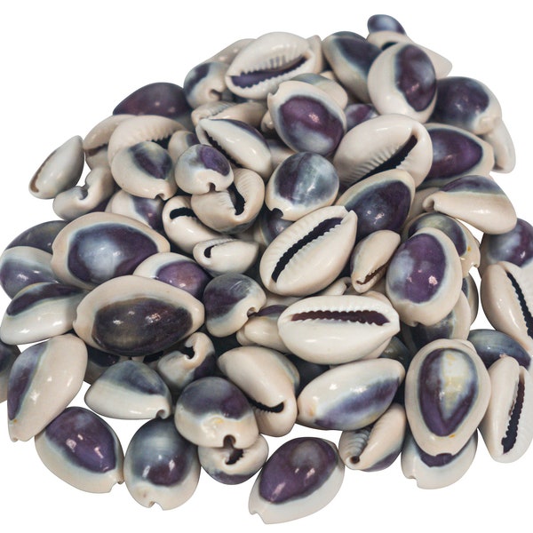 One Hundred (100) pack of Purple Cowrie Shells (269-275-C) Y1J