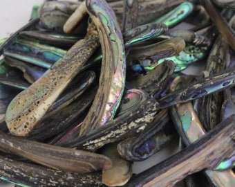 Paua Abalone Shell Rims Satin: Unsorted 1/4 Lb (565Z-TPSRU-AS) - Etsy