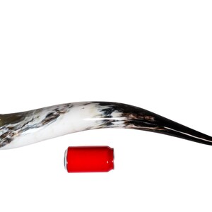 May include: A large, curved drinking horn with a marbled white and brown pattern, transitioning to black at the tip. A red can is placed next to the horn for size comparison.