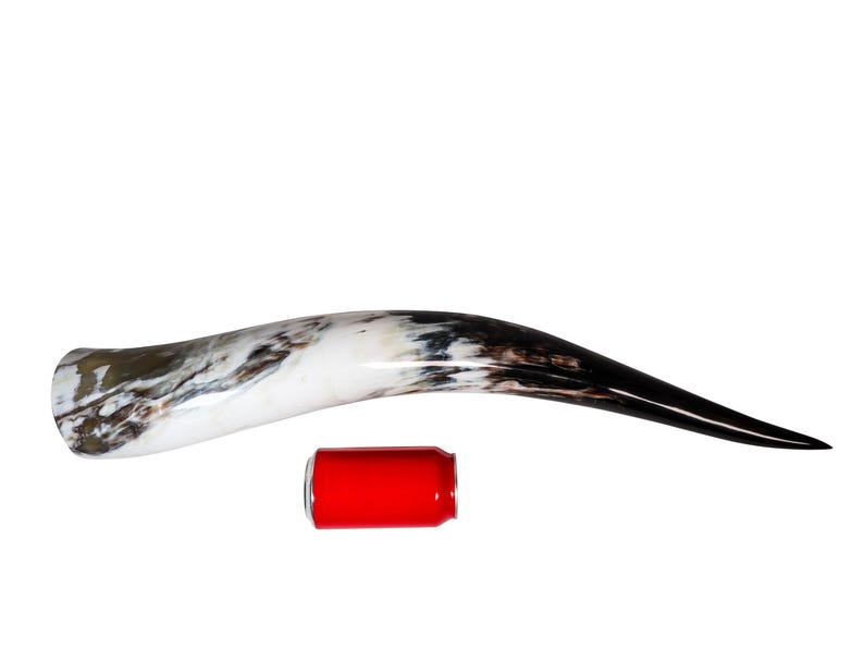 May include: A large, curved drinking horn with a marbled white and brown pattern, transitioning to black at the tip. A red can is placed next to the horn for size comparison.