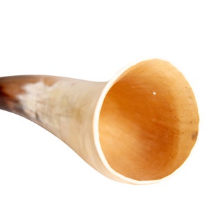 May include: A brown and white drinking horn with a wide opening. The horn is made of natural materials and has a rustic look.
