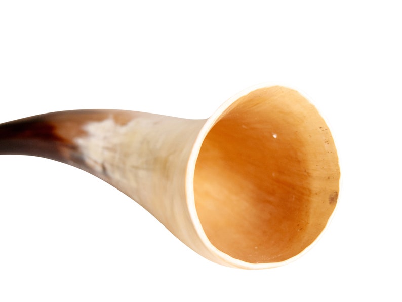 May include: A brown and white drinking horn with a wide opening. The horn is made of natural materials and has a rustic look.