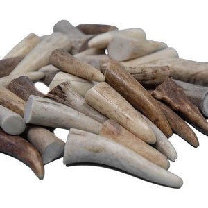 Ten(10) Extra Small (<1.5") Antler Tips (158-XS-U) Y1J