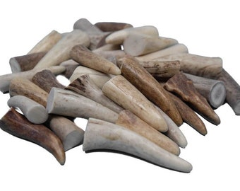 Ten(10) Extra Small (<1.5") Antler Tips (158-XS-U) Y1J