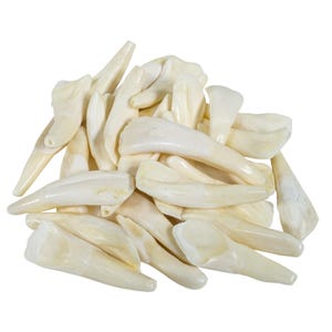 Veinticinco (25) dientes de búfalo de agua genuinos, sin perforar, surtidos al azar (174-110)