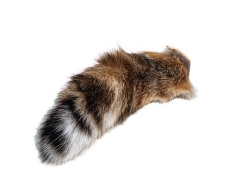 Real Bobcat Tail (18-04)
