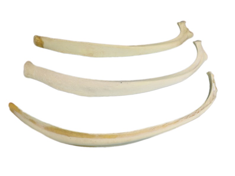 403-10 10UB1 Real Water Buffalo Rib