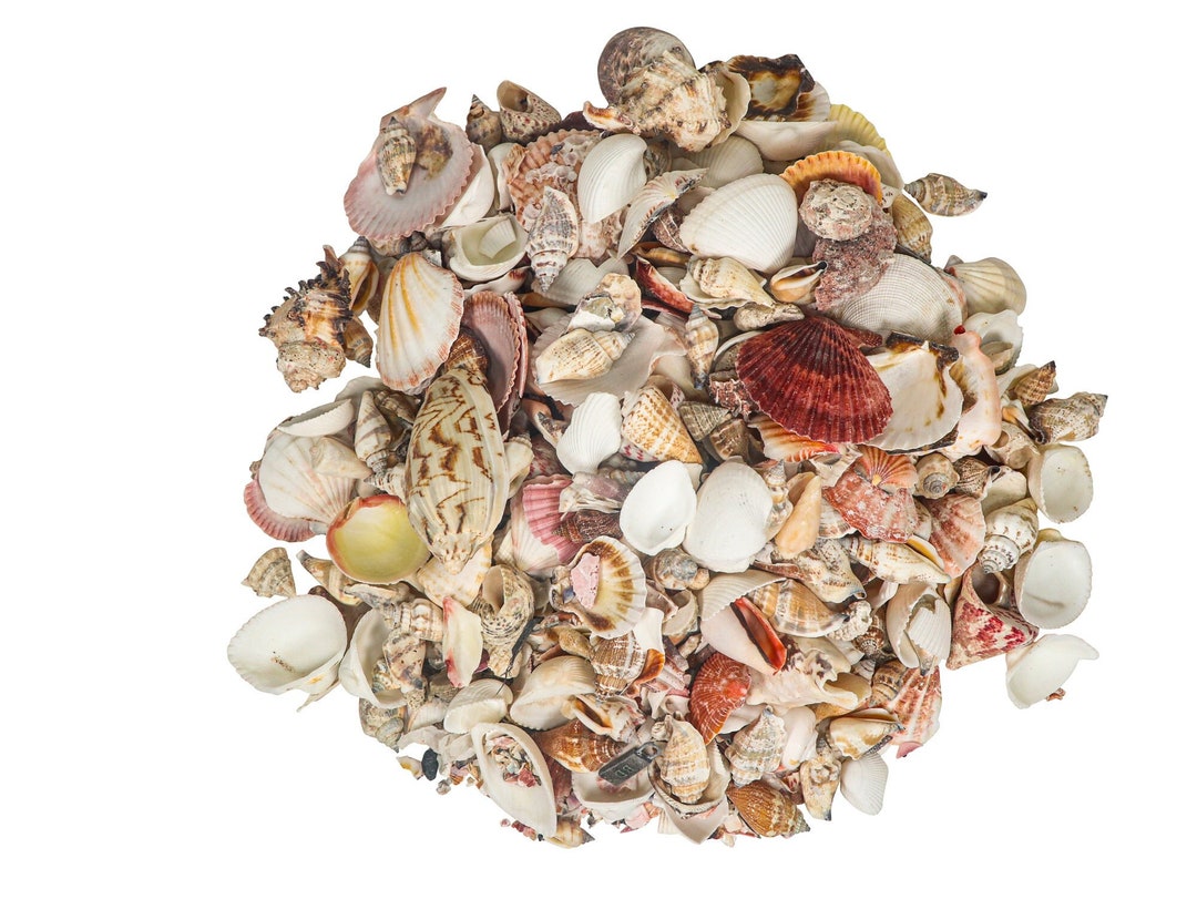 Philippine Mix Shells 1.25"-2.50": 1-gallon (2HS-3701-GA) - Etsy