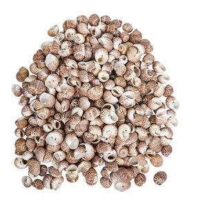 Tiger Moon Snail Shells 0.50&quot;-1&quot;: 1-KG bag (2.2 lbs) (2HS-3315-KG) Y3K