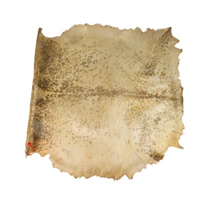 XXL Regular Goat Rawhide Skin (55-50XXL-G6378) Y1I