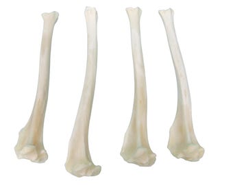 Four Coyote Tibia Leg Bones (1116-22)