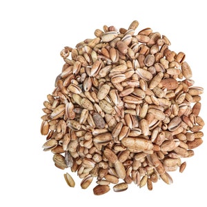 Hirase&#39;s Olive Shells: 0.75&quot;-1.25&quot; 1-KG bag (2.2 lbs) (2HS-3999-KG) Y3K