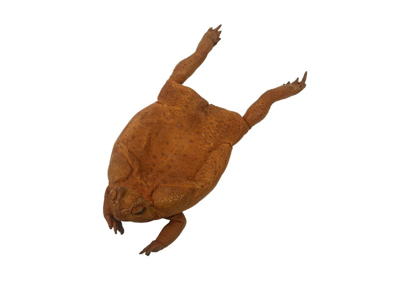 Extra Extra Large Real Cane Toad Necklace Pouch Etsy