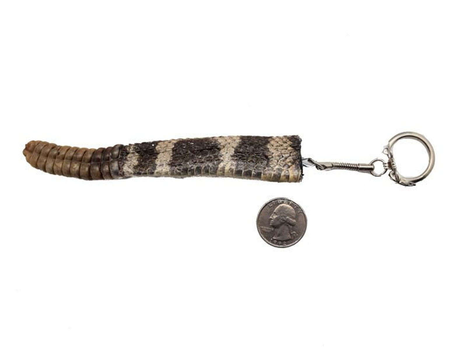 Rattlesnake Rattle and Tail Keychain 4231T 9UC17 Etsy