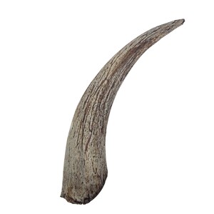 Goat Horn Cores for Craft Projects: 8&quot; to 10&quot; (318C-L-AS) Y2P