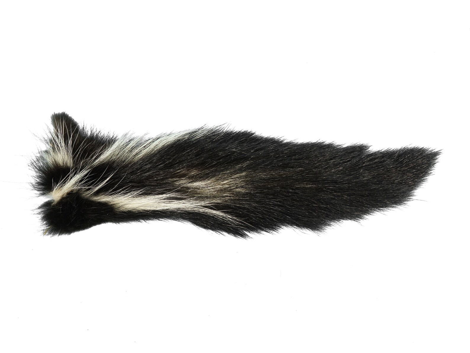 Real Tanned Premium XL Skunk Tail 18-SK-G4274 9UL1 | Etsy