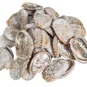 Whole Abalone Shell (Individual)