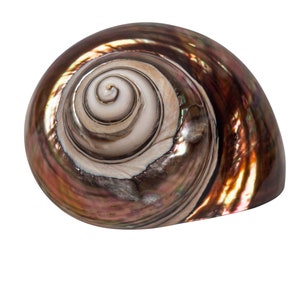 May include: A polished, iridescent seashell with a spiral interior. The shell's exterior has a dark brown and bronze color with hints of gold and green. The interior features a white and cream-colored spiral pattern. The shell is set against a white background.