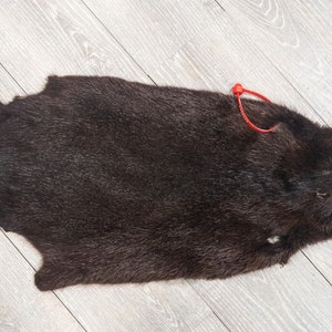 May include: A dark brown beaver pelt with a red plastic tie. The pelt is laid flat on a light wood floor.