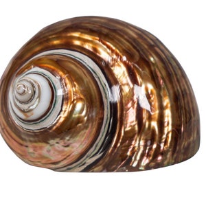 Dyed Copper Polished Turbo Imperialis Shell: Medium (1143-P-CP-M) Y3L