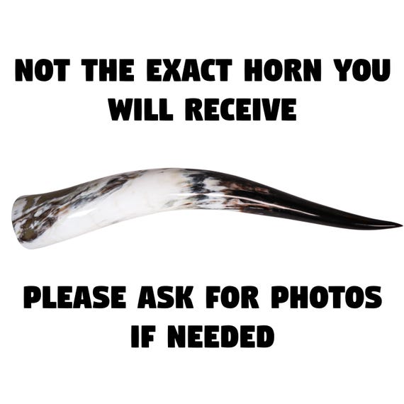 One Random Assorted Polished Steer Horn 24" to 26" (304-S2426-AS)