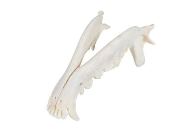 その他 VINTAGE JAW BONE CALIFORNIA FREE FORM Full Lower Coyote Jaw Bone (584-71) 9UL6 - Etsy