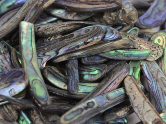 Paua Abalone Shell Rims Satin: Small 1/4 Lb (565Z-TPSRS-AS) - Etsy