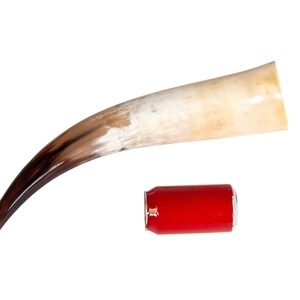 May include: A large, curved, brown and white cow horn with a dark brown tip. A red aluminum can is placed below the horn for size comparison.
