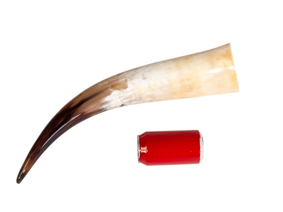 One Polished Steer Horn 22