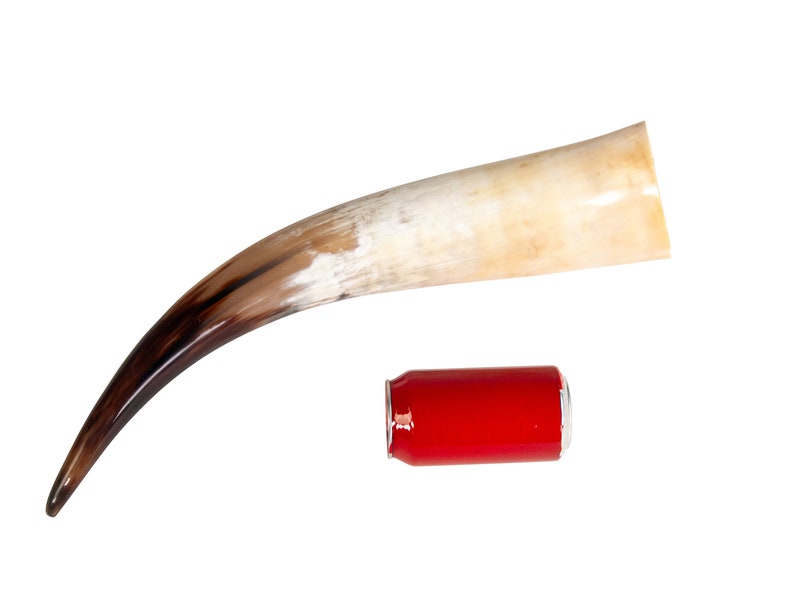 May include: A large, curved, brown and white cow horn with a dark brown tip. A red aluminum can is placed below the horn for size comparison.